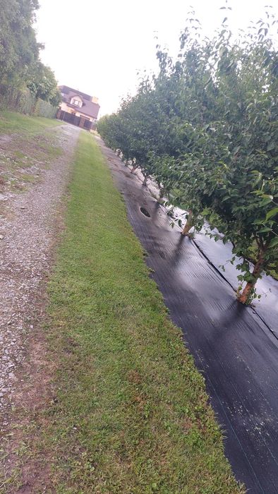 Owoce derenia jadalnego z własnej plantacji