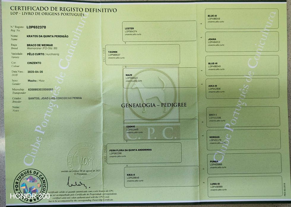 Cão  Braço de Weimar cinza