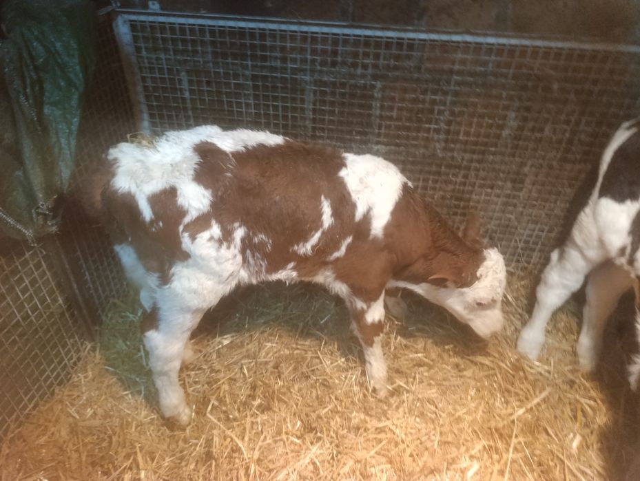 Sprzedam Byczki 5 tygodni