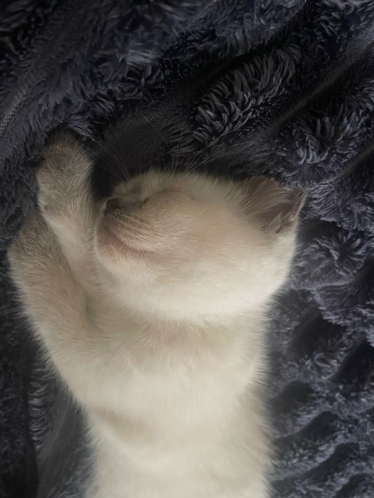 Продам сіамську кішечку