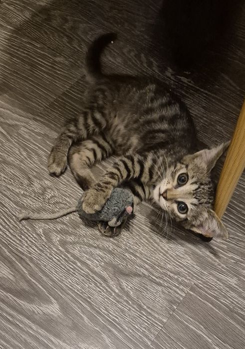 Шукаю родину для кошеняти з вулиці.