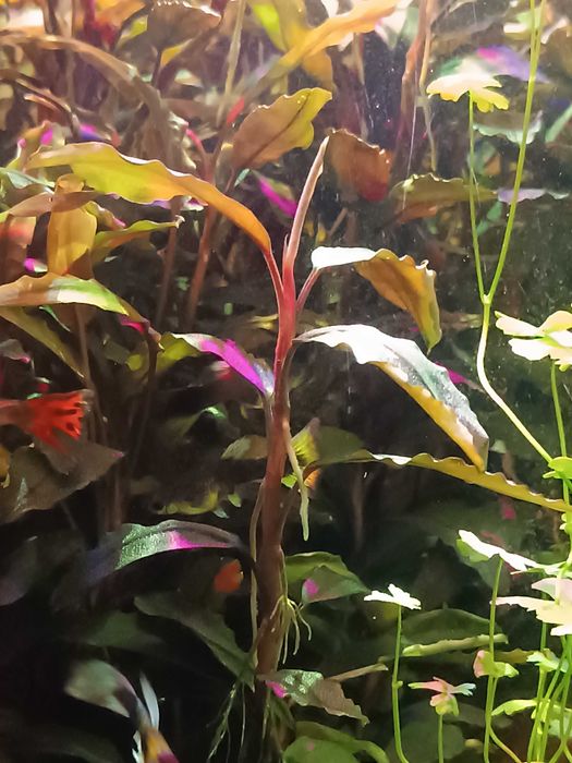 BUCEPHALANDRA Szczepki 10 -15 cm