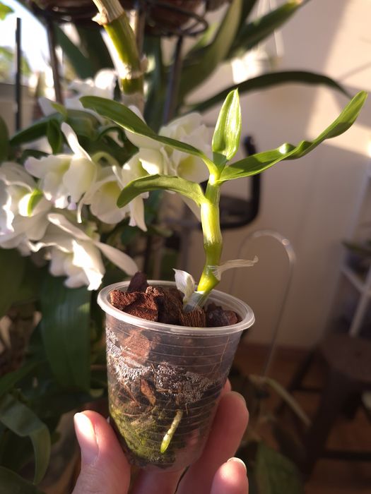 Дендробіум Нобіле Аполлон (Dendrobium nobile 'Spring Dream Apollon')