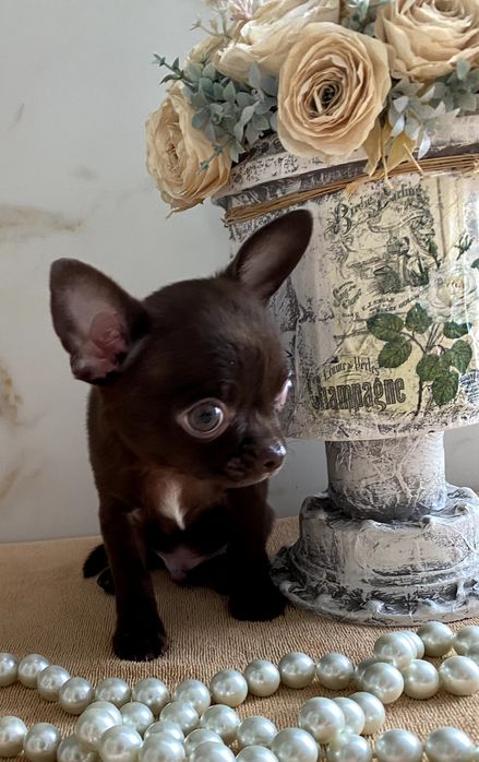 Чіхуахуа гарненькі