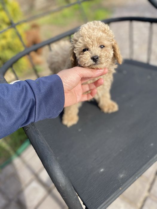 Елітний щеня мальтипу міні