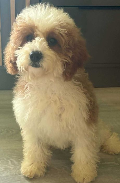 Piękna Suczka Cavapoo