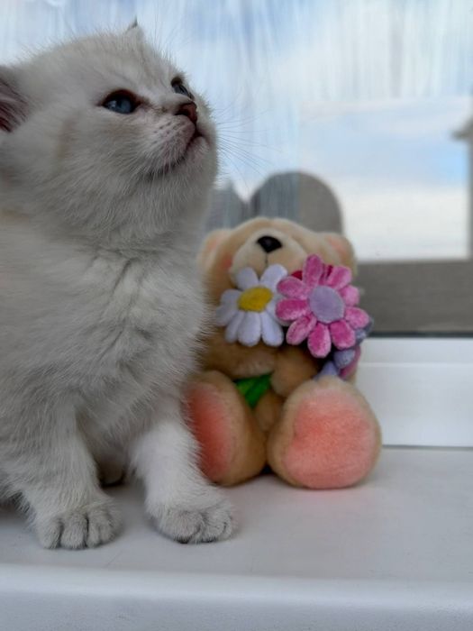 Шотландські кошенята