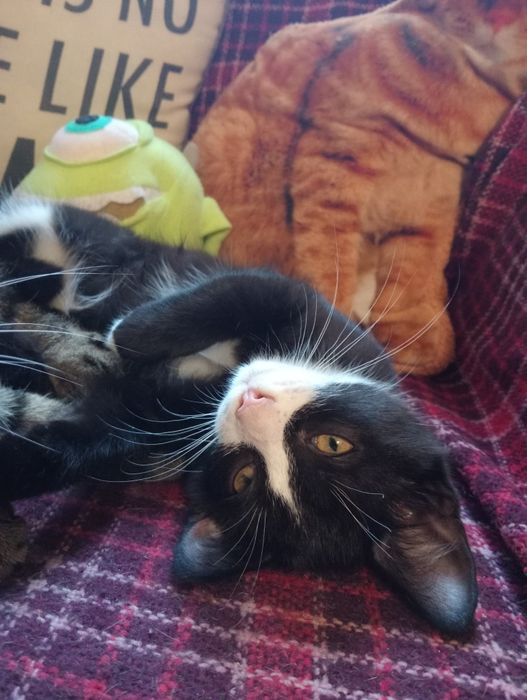 Котики шукають домівку