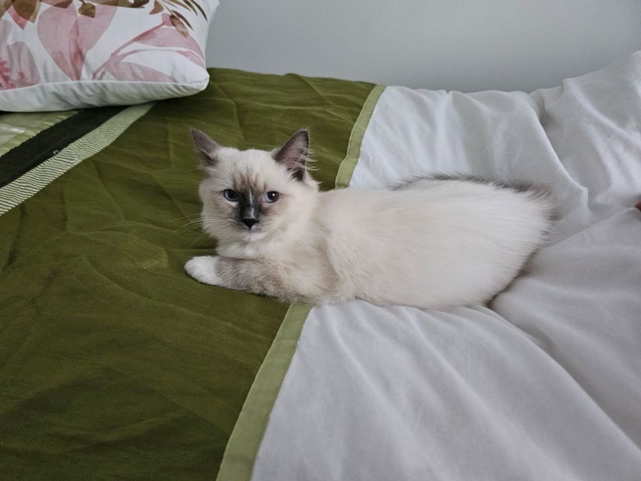 Кошення порди редгол  Ragdoll Blue mitted