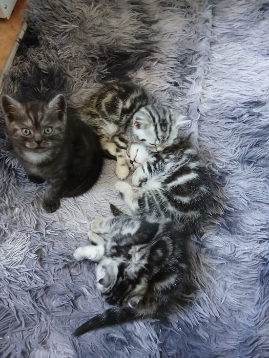 Шотландские котята