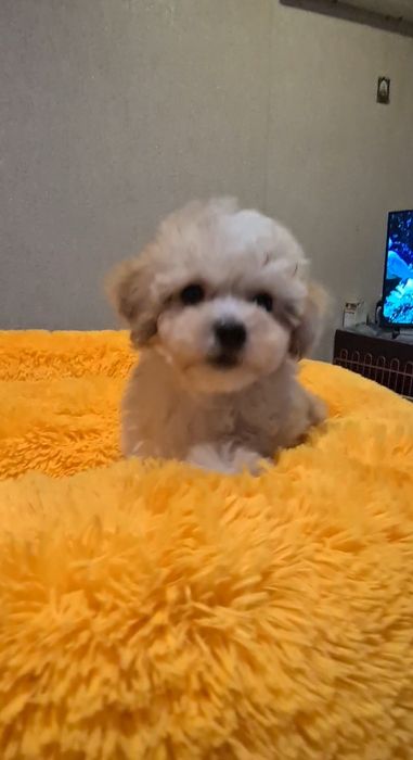 Малята мальтіпу мініки