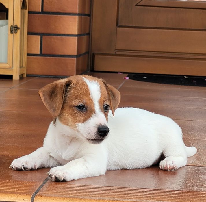 Jack Russell Terrier