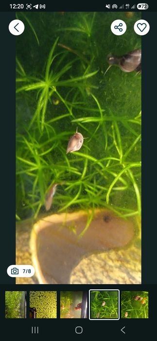 Водоросли для аквариума