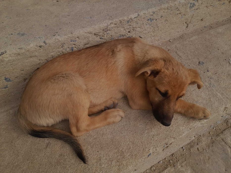 Собаченята. Безкоштовно