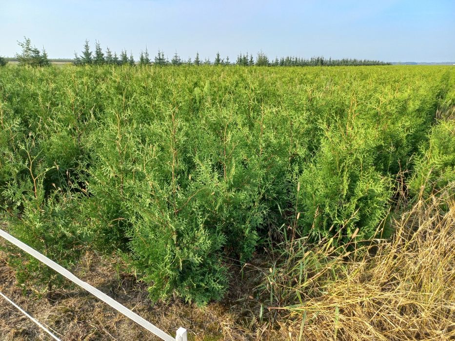 Thuja Tuja Brabant 120-140cm nie smaragd
