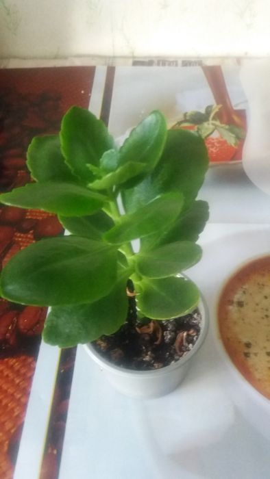 Продам  вазони недорого