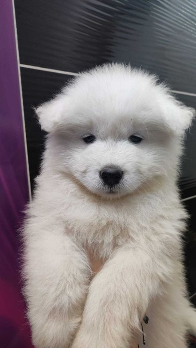 Są już Samoyed domowo-rodzinny FCI Samojed ZKwP