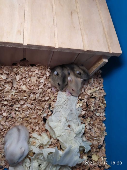 Хомяки Джунгарские