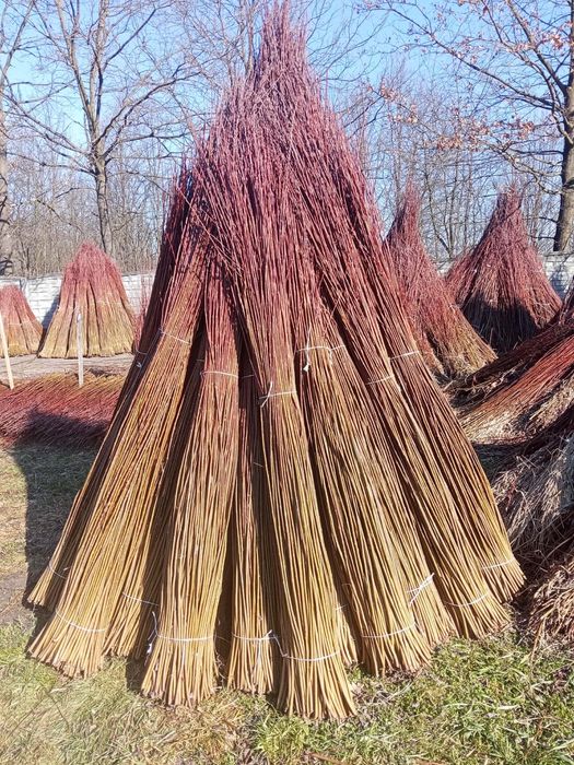 Wiklina zielona sortowana i nie sortowana 1,8m do 2,5 m