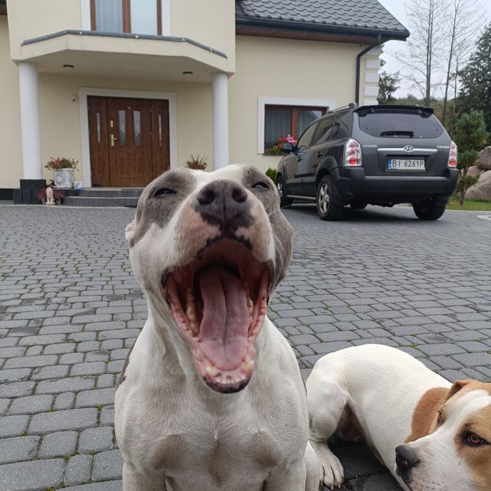 Amstaff szuka dobrego domu