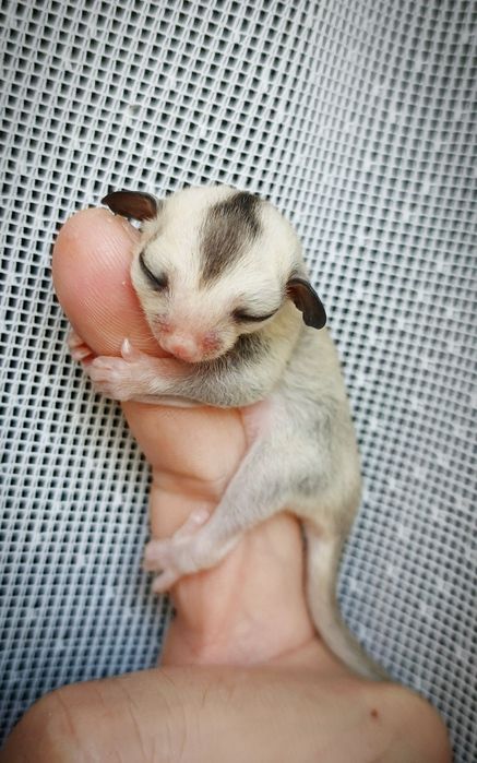 Lotopakanka, lotopałanki, sugar glider. Samiczka
