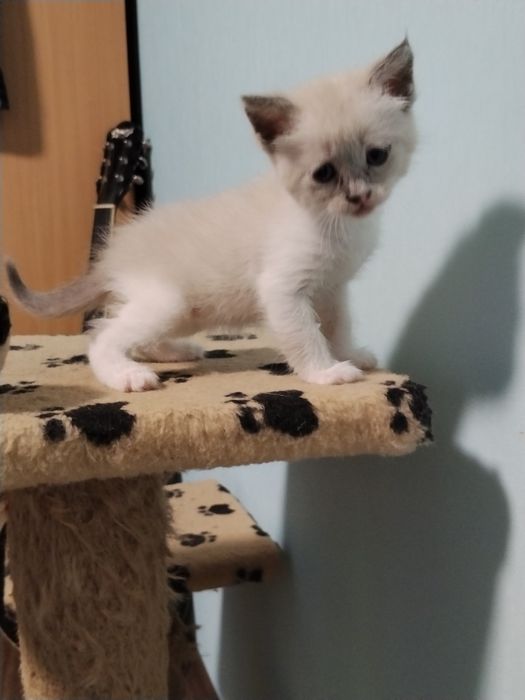 Продам кошенят блакитнооке