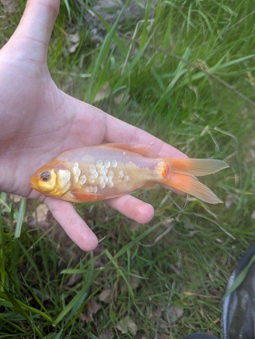 Karasie KOI 15-20cm