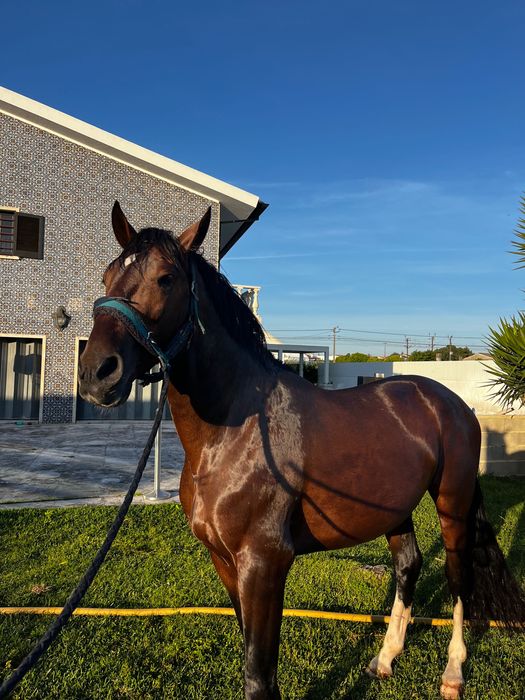 Poldro Lusitano X Hannoveriano