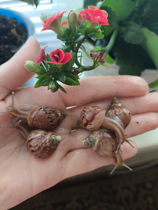 Ахатина фулика малюки