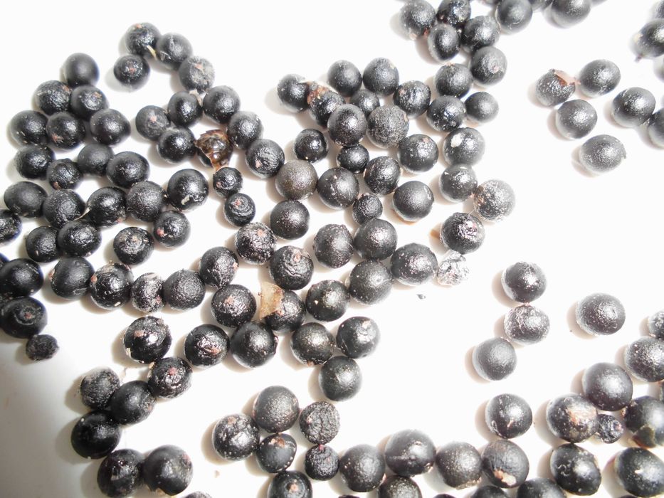 Квітка аспарагус