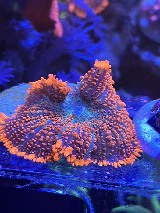 Корали мʼякі морський акваріум