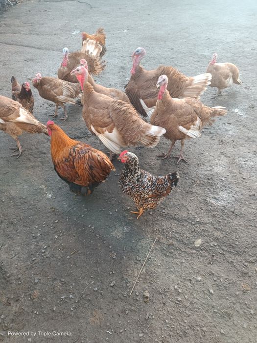 Індики, індички червоний бурбон!