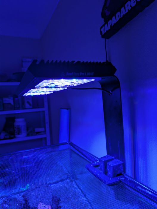 Iluminação aquario água salgada