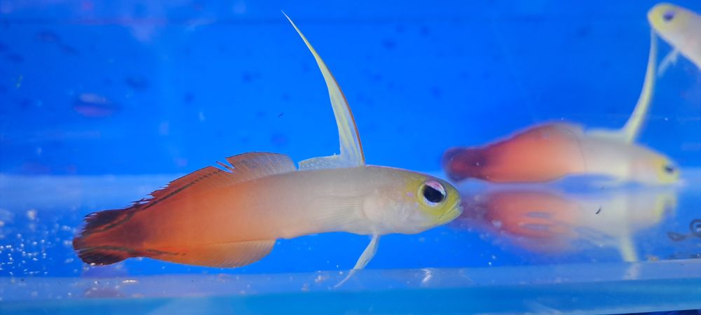 Nemateleotris magnifica