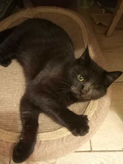 Котик з одним оком, добрій людині