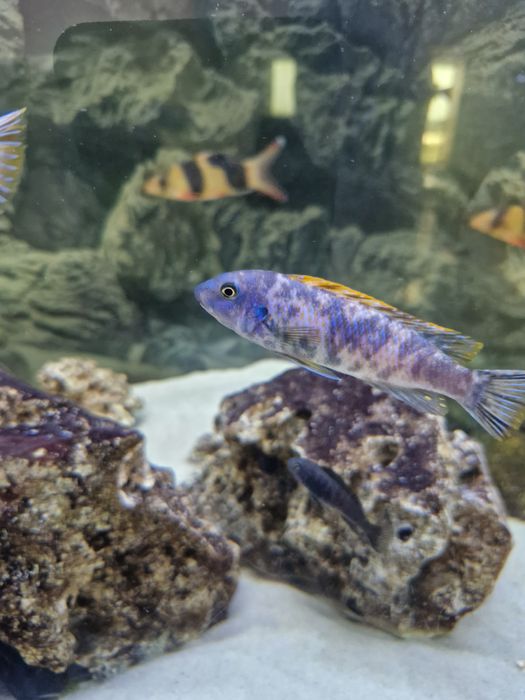 Labeotropheus tumbi west