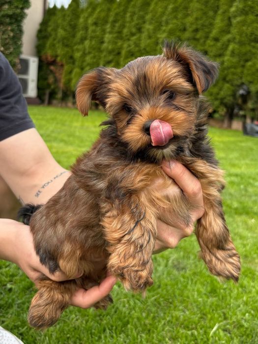 Yorkshire terrier szczeniak
