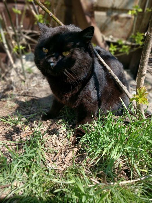 Отдам чёрного кота, метис шотландца, 2 года