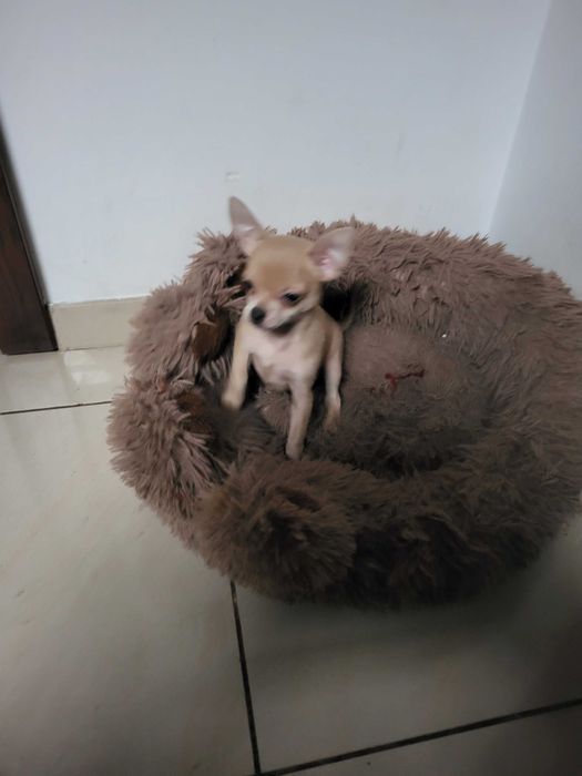 Przytulaśny chihuahua