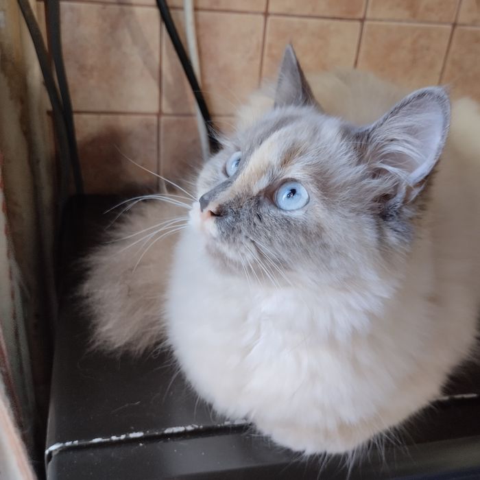 Кошеня невська маскарадна