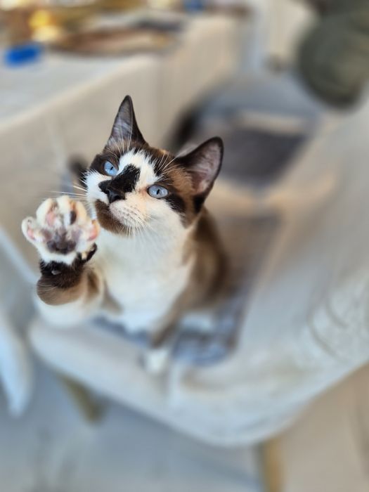 Piękna i dostojna Lili