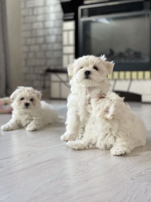 Малыш Мальтезе с документами