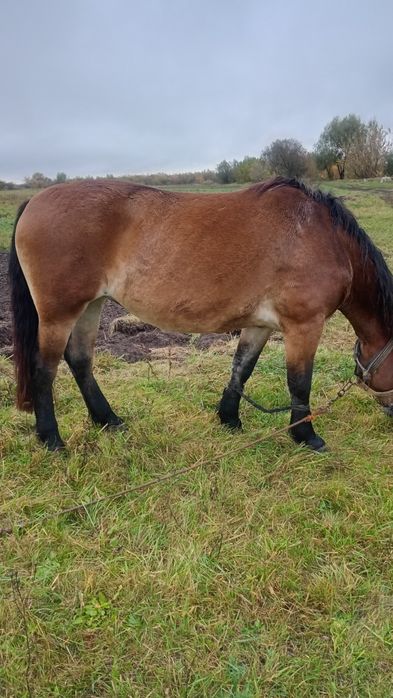 Продам кобилу 7 років