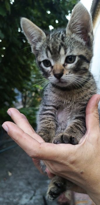 Отдам котят в семью