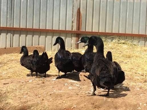 Качур Каюга, чорні качки