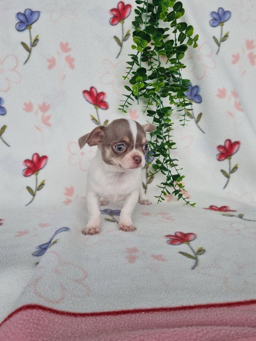 Excelente menina mini Chihuahua/Chiuaua de Qualidade,LinhagemRussa