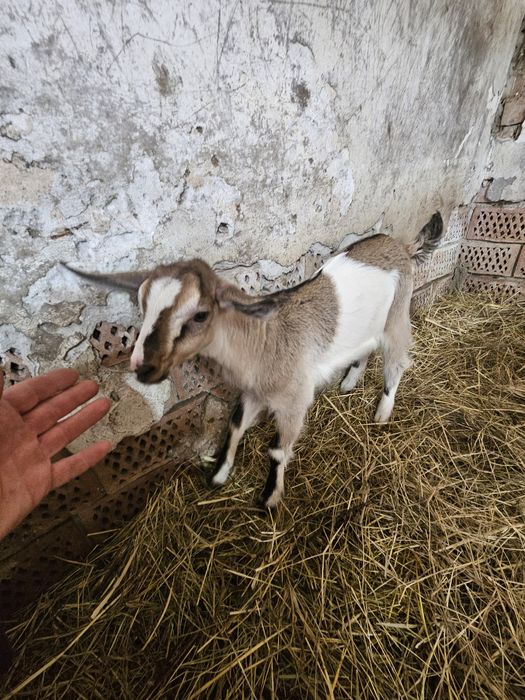 Sprzedam młode kózki