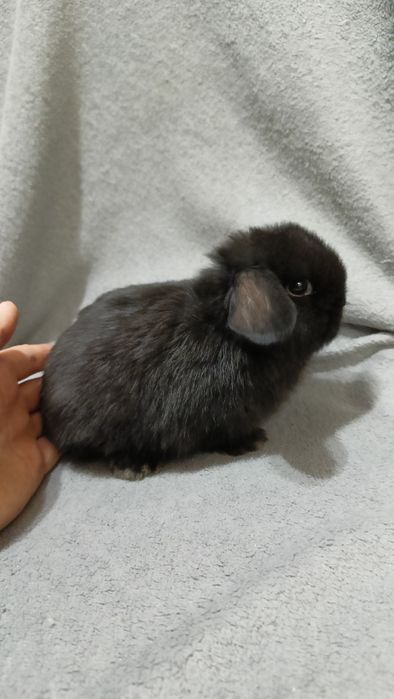 Mini lop króliki karzełek miniaturka baranek hodowla