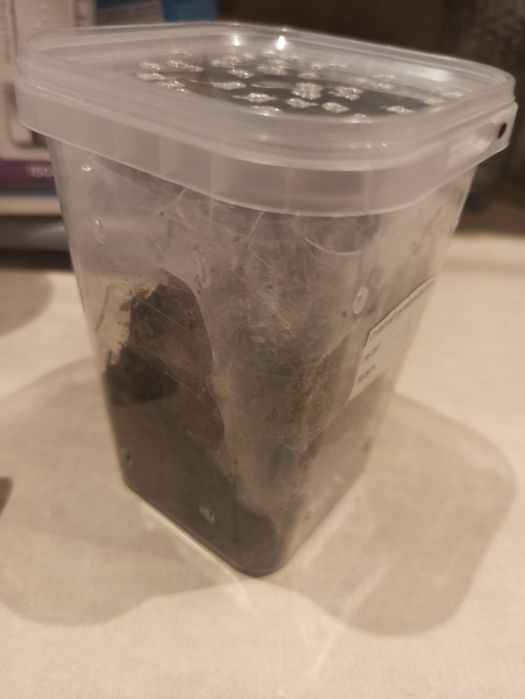 Chilobrachys  Nataniachum