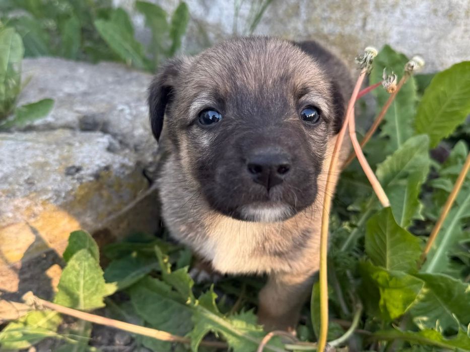 Цуценя та, 2 місяці